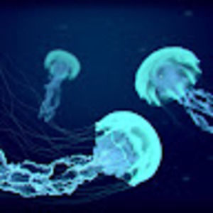 Meet your Posher, Elliot